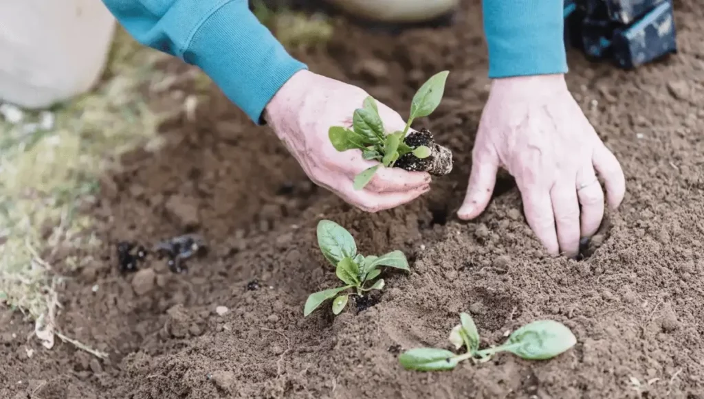 A person planting a small plant in the soil, creating a sustainable garden.