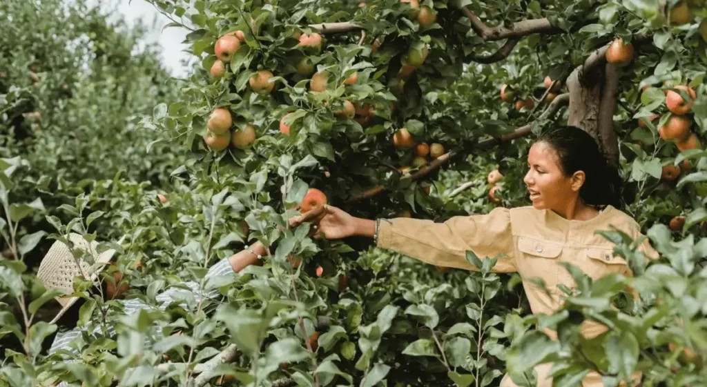 Two women harvesting apples from a sustainable garden.