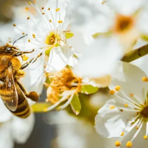 Pollinator Garden