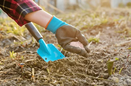 Fertilizing Soil for Healthy Plant Growth