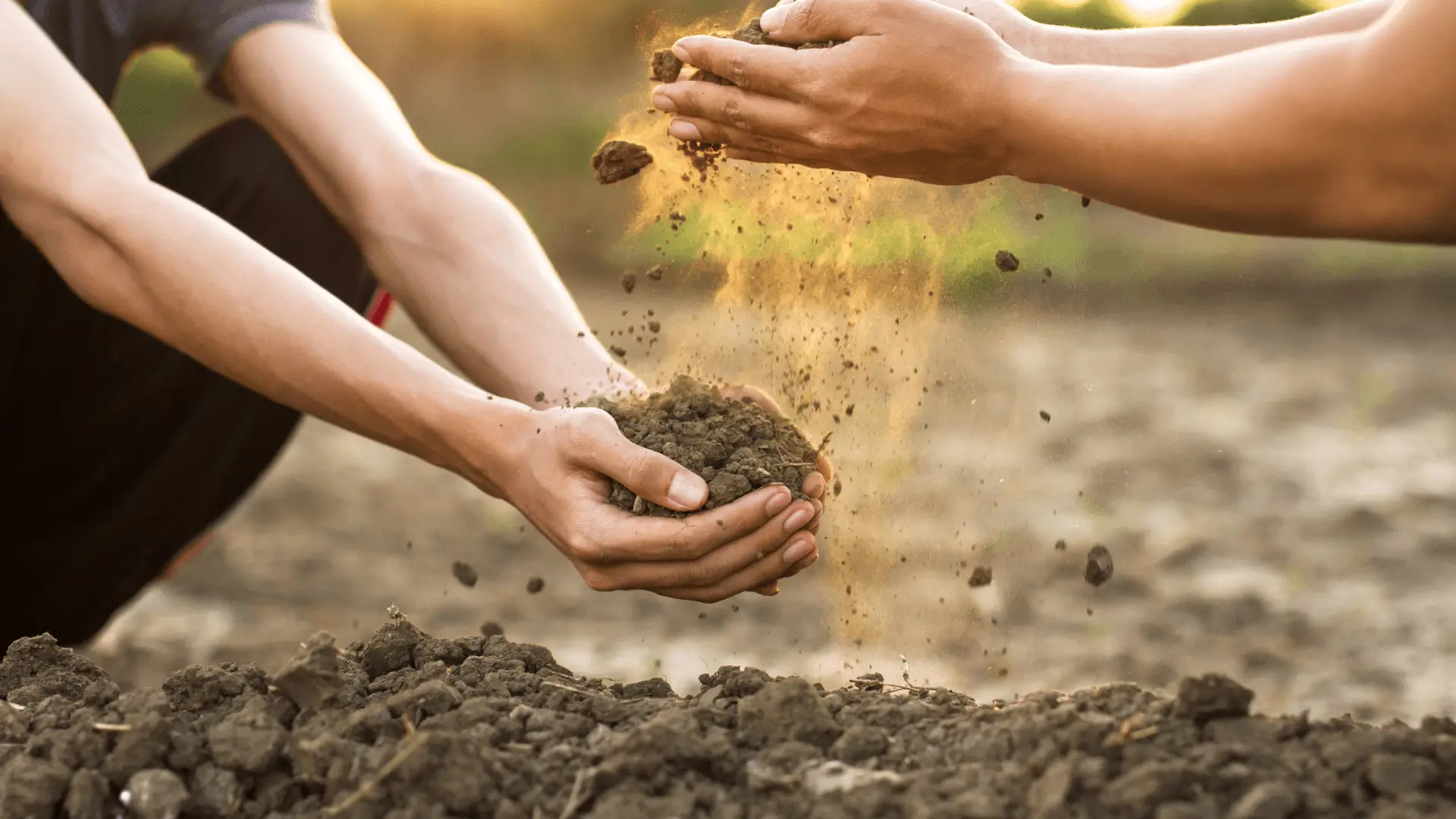 The Ultimate Guide to Making Organic Soil for a Healthy Vegetable Garden