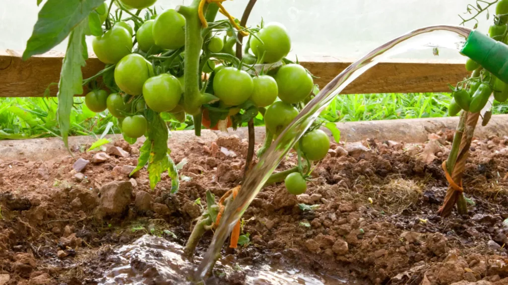 Preparing the Soil for Tomato Plants