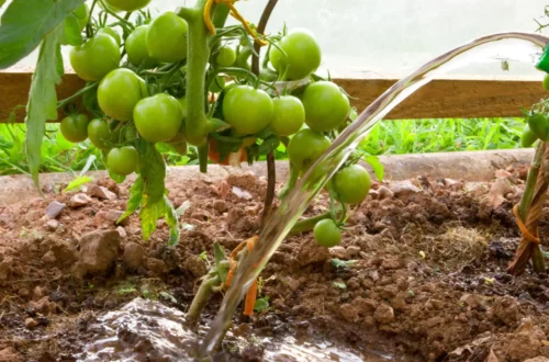 Preparing the Soil for Tomato Plants
