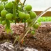 Preparing the Soil for Tomato Plants