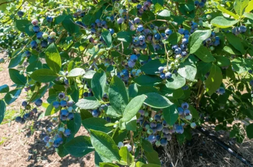 how to prepare soil for blueberries