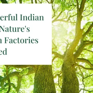 10 Powerful Indian Trees: Nature's Oxygen Factories Revealed 