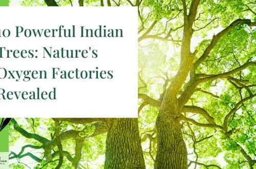 10 Powerful Indian Trees: Nature's Oxygen Factories Revealed 