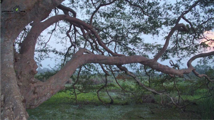 Arjuna Tree